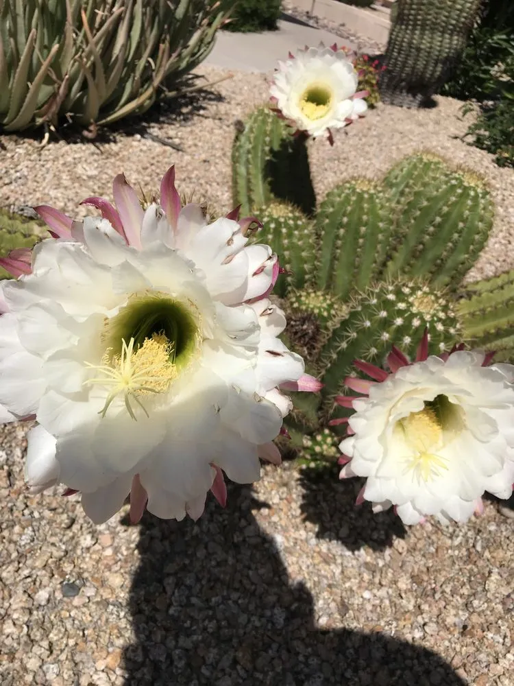 Slide of The Cool Saguaro