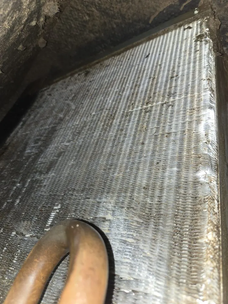 Slide of Thorough Bred AC