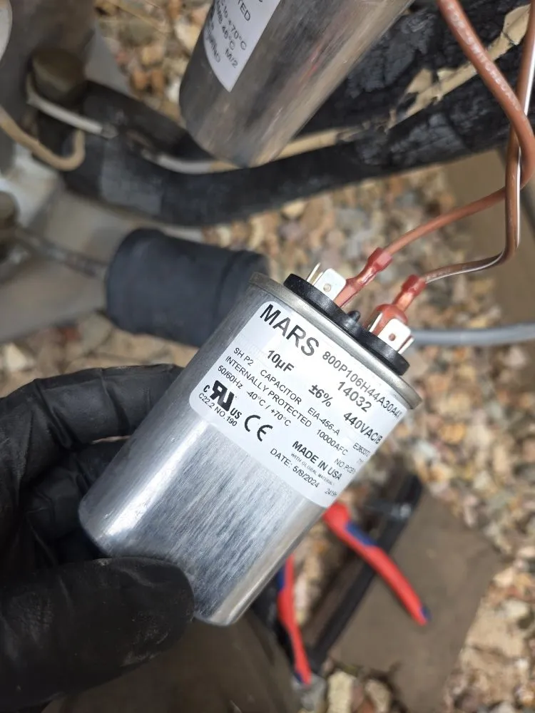 Slide of Thorough Bred AC