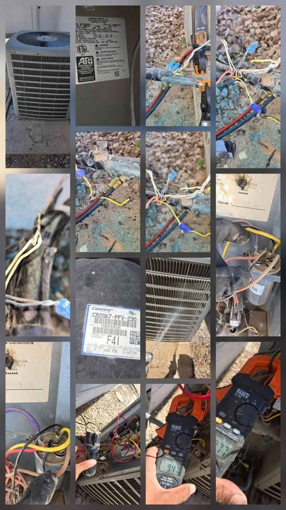 Slide of Thorough Bred AC