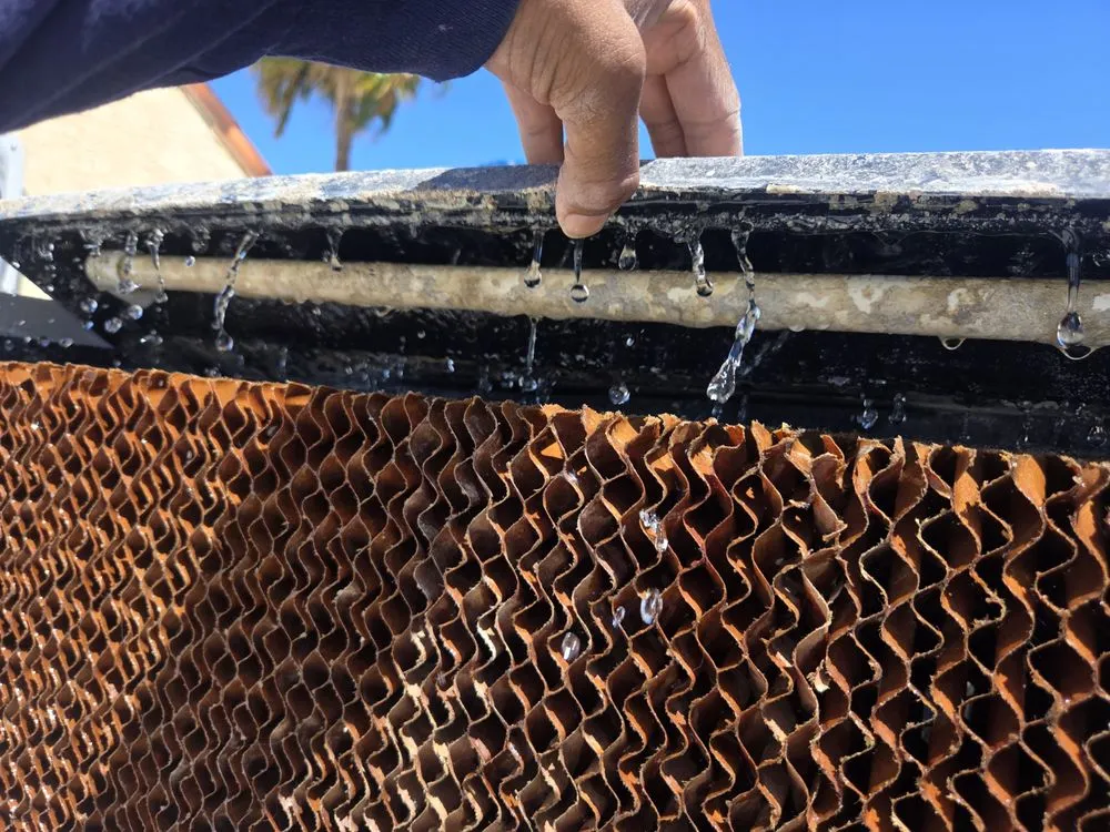 Slide of Thorough Bred AC