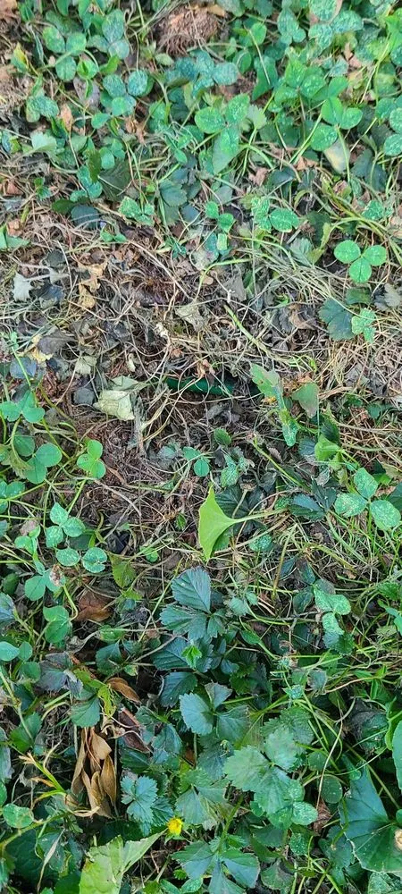 Slide of Tom Drexler