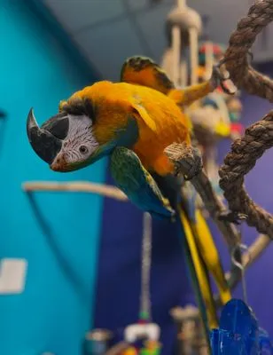 TropiCool Heating Air Conditioning Plumbing