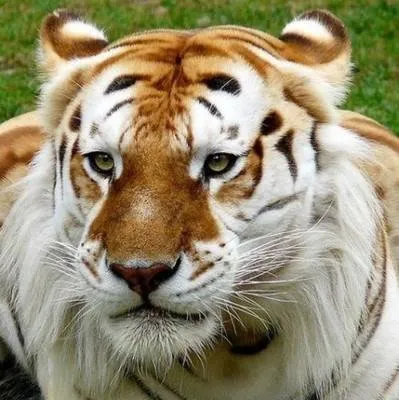 Universal Tectonics Logo