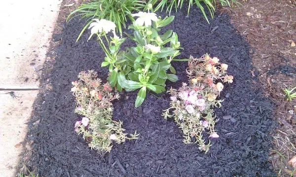 Visionary Lawn Services Logo