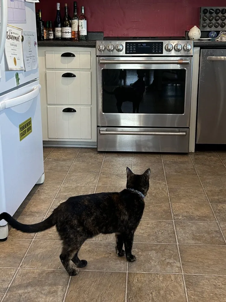 Slide of Warners' Stellian