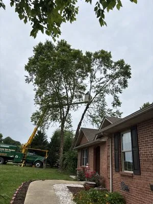 White County Tree Service Logo