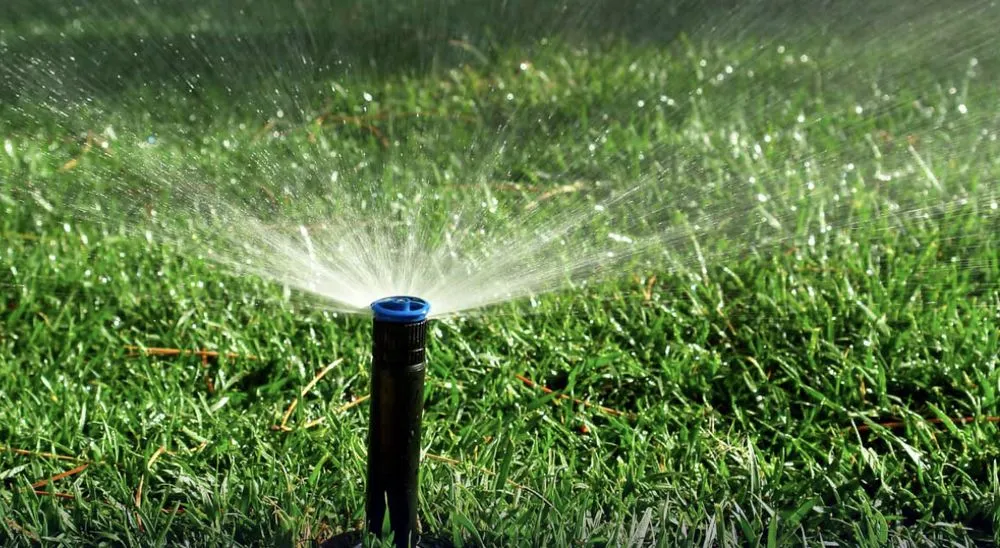 Slide of Wicker Bills