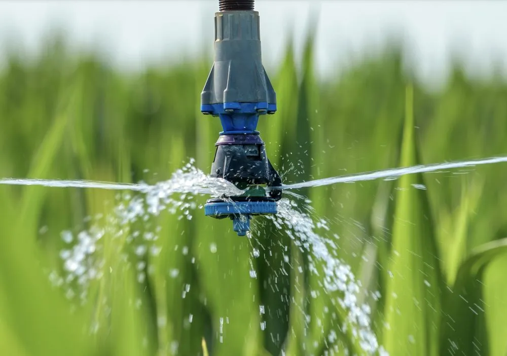 Slide of Wicker Bills