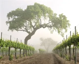 Slide of Wine Cellar Specialists