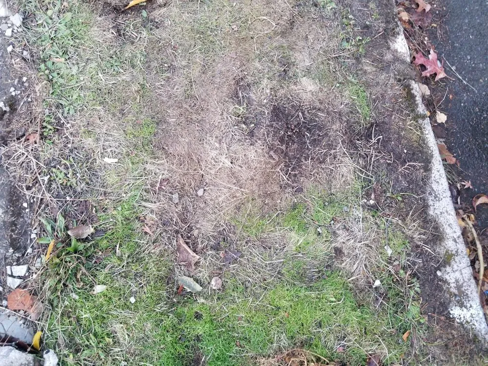 Slide of Wolcott Services